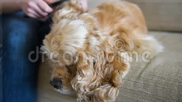 狗躺在沙发上女孩梳头视频的预览图