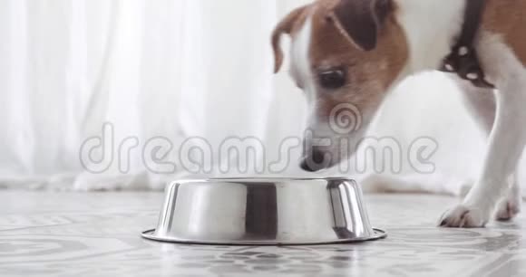 关闭杰克罗素猎犬吃食物视频的预览图