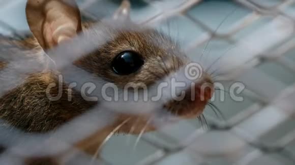 老鼠在金属陷阱里吃东西视频的预览图