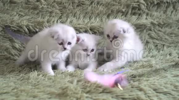 三只小猫用粉红色的羽毛抓着塑料棒小猫喜欢在长塑料棒上玩羽毛视频的预览图