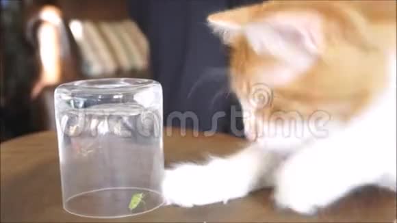 白色和橙色可爱的猫试图在惠普斯捕猎绿色昆虫视频的预览图