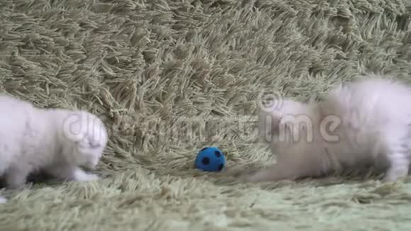 两只可爱的小白猫在踢足球视频的预览图