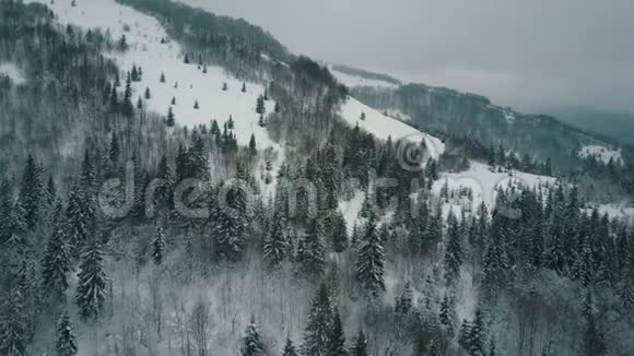 飞越冬山高山草甸山覆盖着巨大的松树一家人在滑雪板上下来视频的预览图