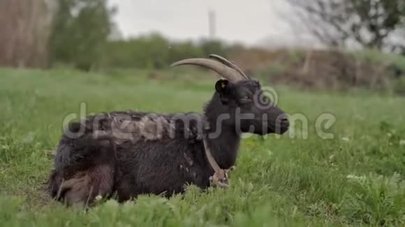 黑山羊躺在一片绿色的草坪上环顾四周看着镜头视频的预览图