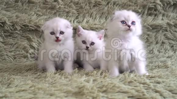 三只可爱的小毛猫蓝眼睛视频的预览图