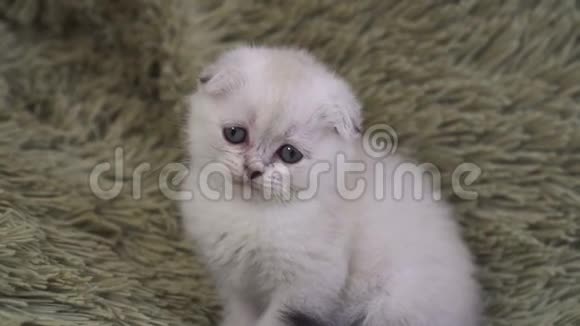 一只可爱的白色孤独小猫的画像视频的预览图