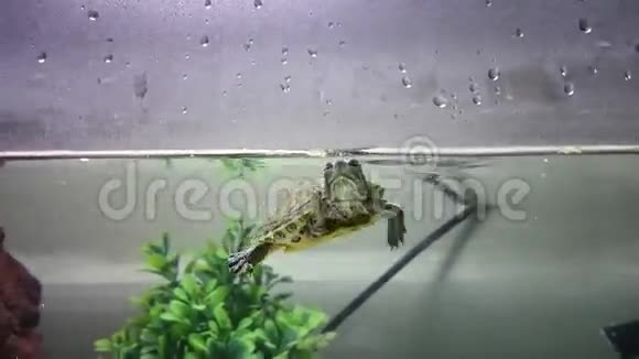 海龟在水族馆里游泳视频的预览图