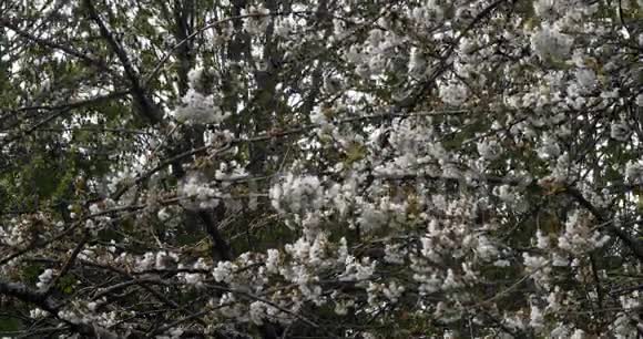 风和盛开的樱桃树法国诺曼底慢动作视频的预览图