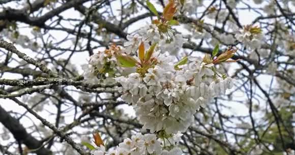 风和盛开的樱桃树法国诺曼底慢动作视频的预览图