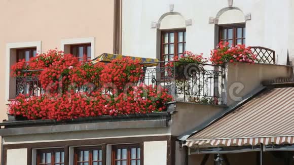 漂亮的红花在花盆中装饰住宅建筑阳台房子视频的预览图