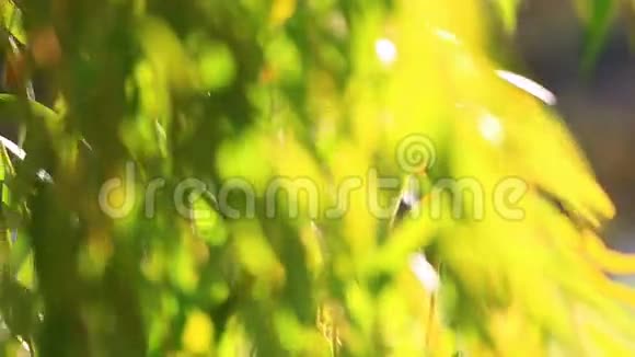 一棵柳树的绿枝视频的预览图