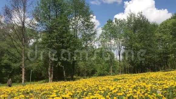 春天的草地上长满了开花的蒲公英阳光明媚的春天在公园里视频的预览图