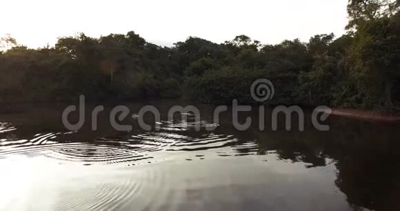 野生河豚在亚马逊河丛林的河流中嬉戏视频的预览图