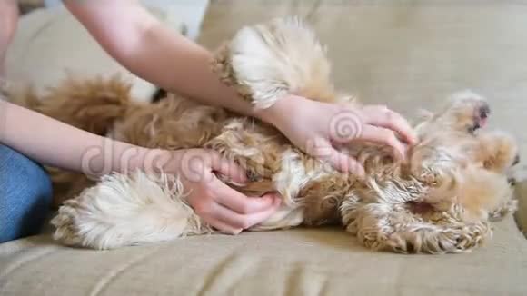 狗躺在后面雌性的手在沙发上抚摸她视频的预览图