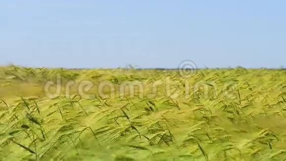 麦穗在阳光下特写未成熟的小麦视频的预览图