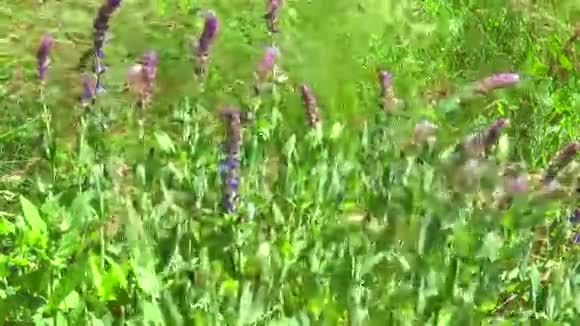草原上的野花视频的预览图