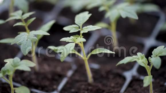 种植番茄幼苗视频的预览图