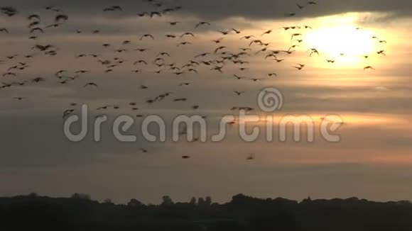 从太阳出来的鹅视频的预览图