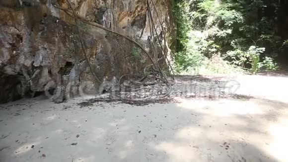 有藤本的悬崖树之间的海滩视频的预览图
