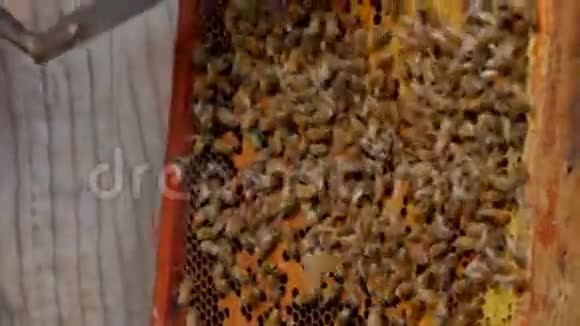 养蜂人切牛肉卷视频的预览图