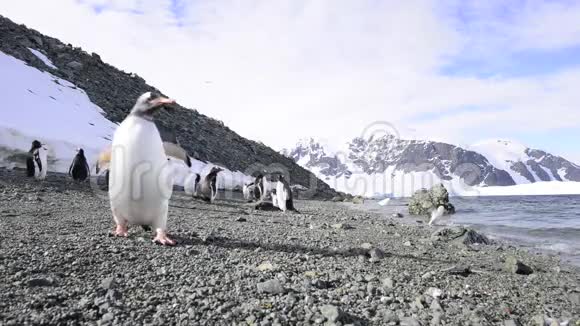 在山毛榉上的企鹅视频的预览图
