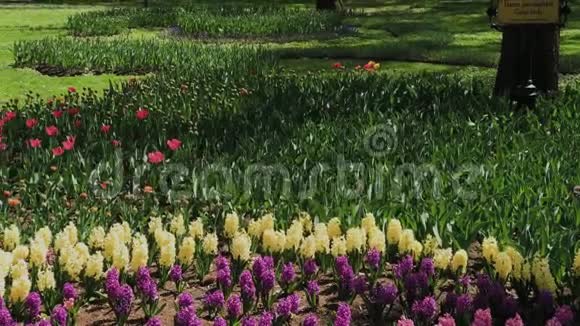 城市公园里有花的美丽花坛视频的预览图