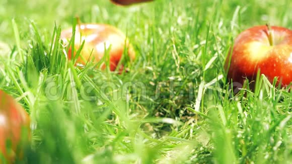 红熟苹果落在草地上慢镜头视频的预览图