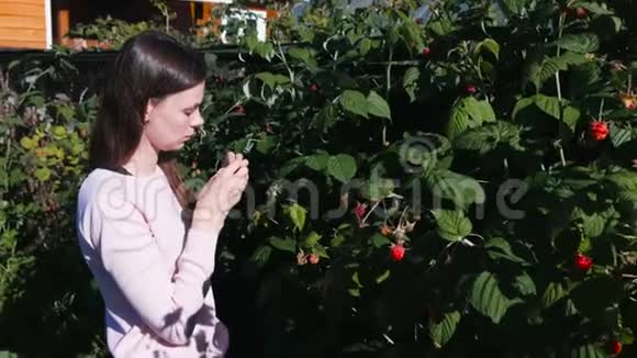 年轻的黑发女人吃树莓从乡下的灌木丛中撕下来视频的预览图