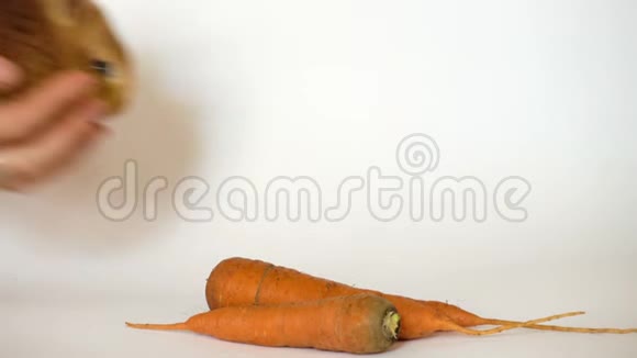 红兔和胡萝卜视频的预览图