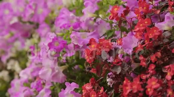 花墙上不同类型和颜色的花美丽的花园特写视频的预览图