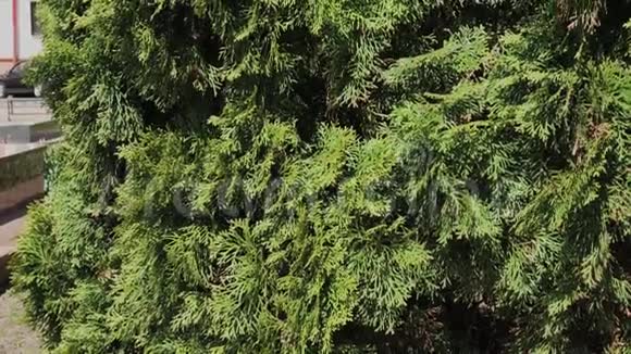 美丽的绿树枝Thuja股票录像视频的预览图