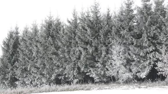 白雪覆盖的树木冬季森林美丽的冬季景观冬季风景视频的预览图