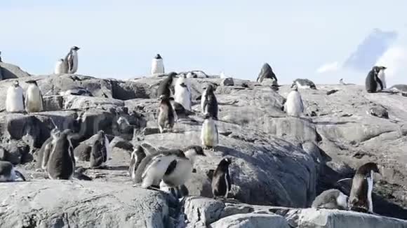 在山毛榉上的企鹅视频的预览图