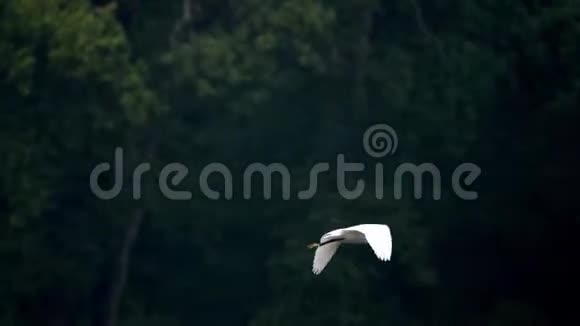 伟大的白鹭阿尔德巴在水面上飞翔视频的预览图