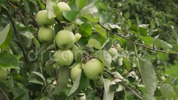 果园阳光下枝上成熟的苹果视频的预览图