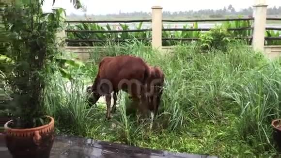 在花园里的牛视频的预览图