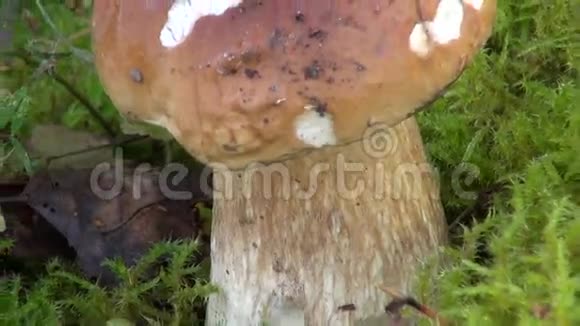 青蛙在苔藓和蘑菇上视频的预览图