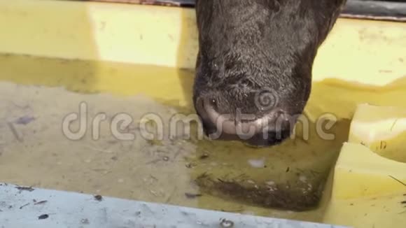奶牛在牧场上喝着碗里的水视频的预览图