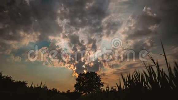 傍晚的天空中飘动着蓬松的云彩在一片麦田里落在孤独的橡树上视频的预览图