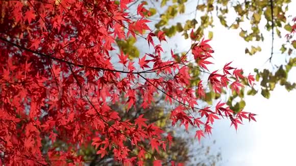 秋天的红枫叶在风中视频的预览图