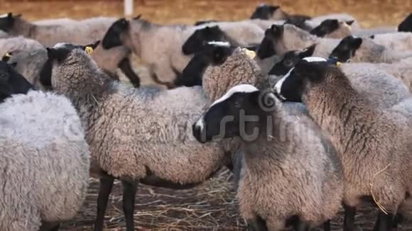 谷仓景观卷曲的羊头从上面看农场生活方式视频的预览图
