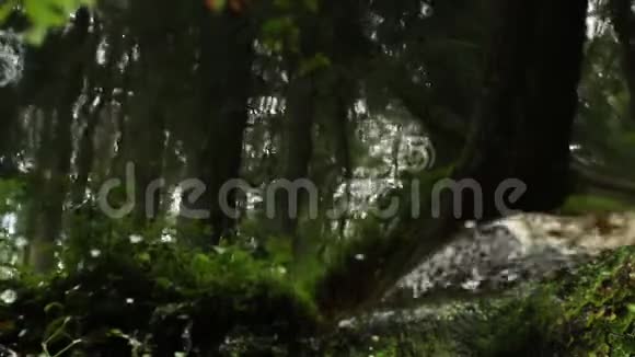 雨林倒映在水中视频的预览图