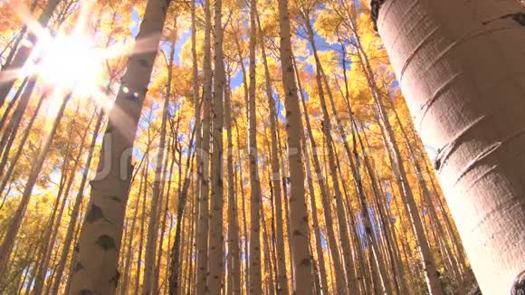 秋天的树阳光透过视频的预览图