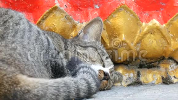 泰国芭堤雅的大佛山上一只美丽塔比猫睡在一尊金佛像下面视频的预览图
