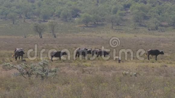 野牛和瓦索格放牧在草甸与干草从热视频的预览图
