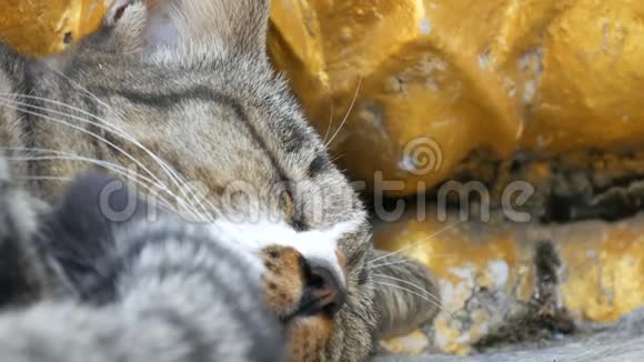 泰国芭堤雅的大佛山上一只美丽塔比猫睡在一尊金色佛像下面视频的预览图