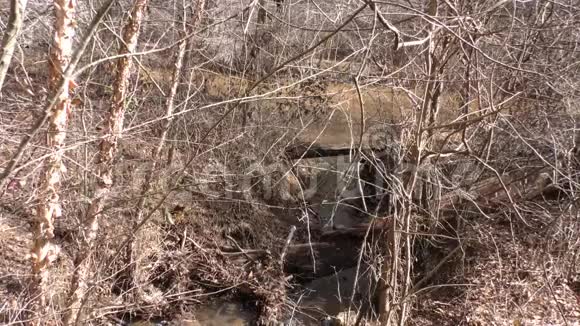 佐治亚州奥尔德洛佩米尔路公园一条小溪通过树木流入小河视频的预览图