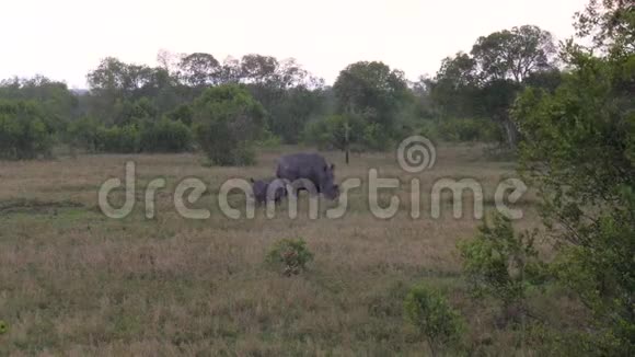 在雨中非洲草原的草原上带着婴儿放牧的犀牛视频的预览图