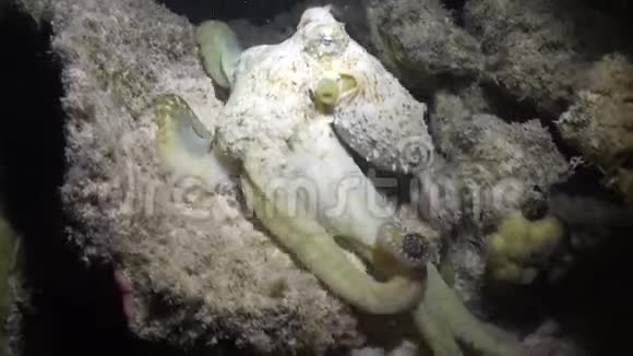 章鱼变成了白色并伪装在沙底水下红海视频的预览图