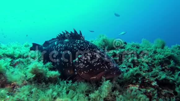 水下场景格鲁珀鱼非常接近摄像机视频的预览图